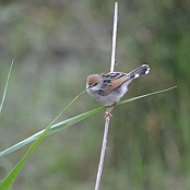 "Rufous-winged Cisticola" St. Lucia, South Africa